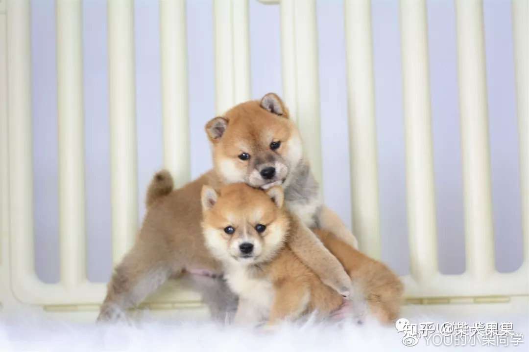 柴犬聪明吗 柴犬智商分析 知乎