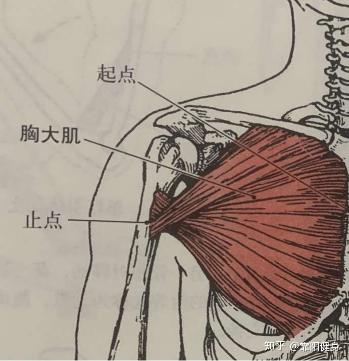 解剖与力学的健身应用 知乎