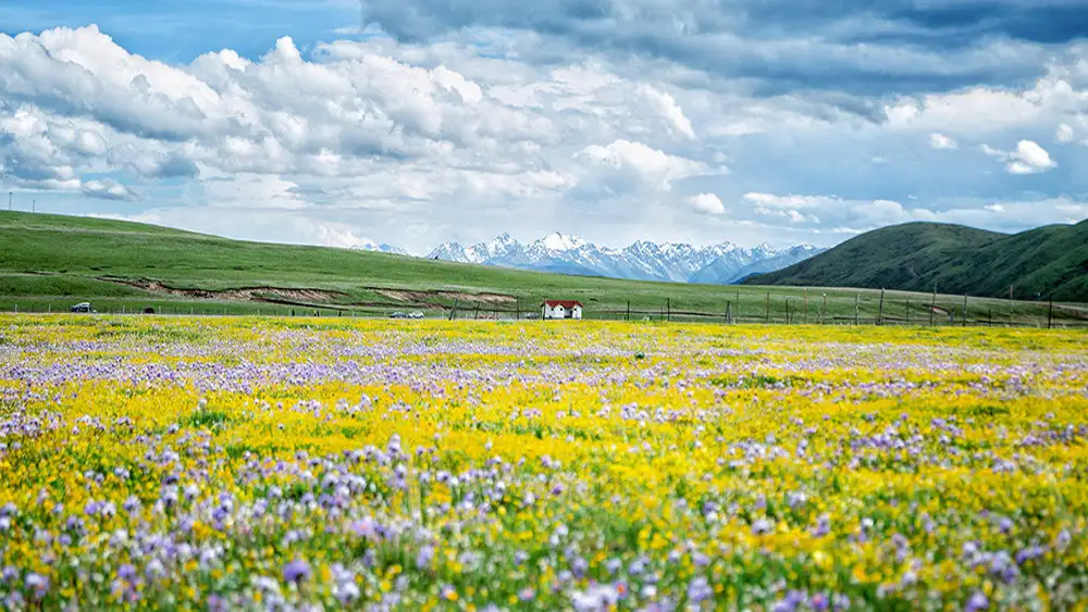 俄木塘关闭 这7个川西赏花地千万别再错过了 知乎 俄木塘关闭 这7个川西赏花地千万别再错过了 知乎