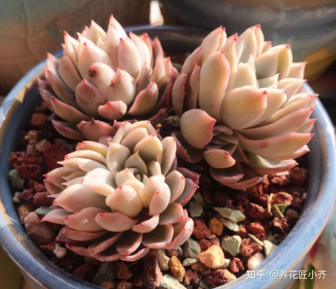 夏天如果多肉烂根 多数人会选择扔掉 其实处理得当 它还能恢复 知乎