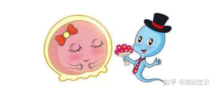 输卵管堵了,怀孕还有戏吗?插图(3) v2-c25a0360c9e28fffed6b911ab08093f5_720w.jpg插图(3)