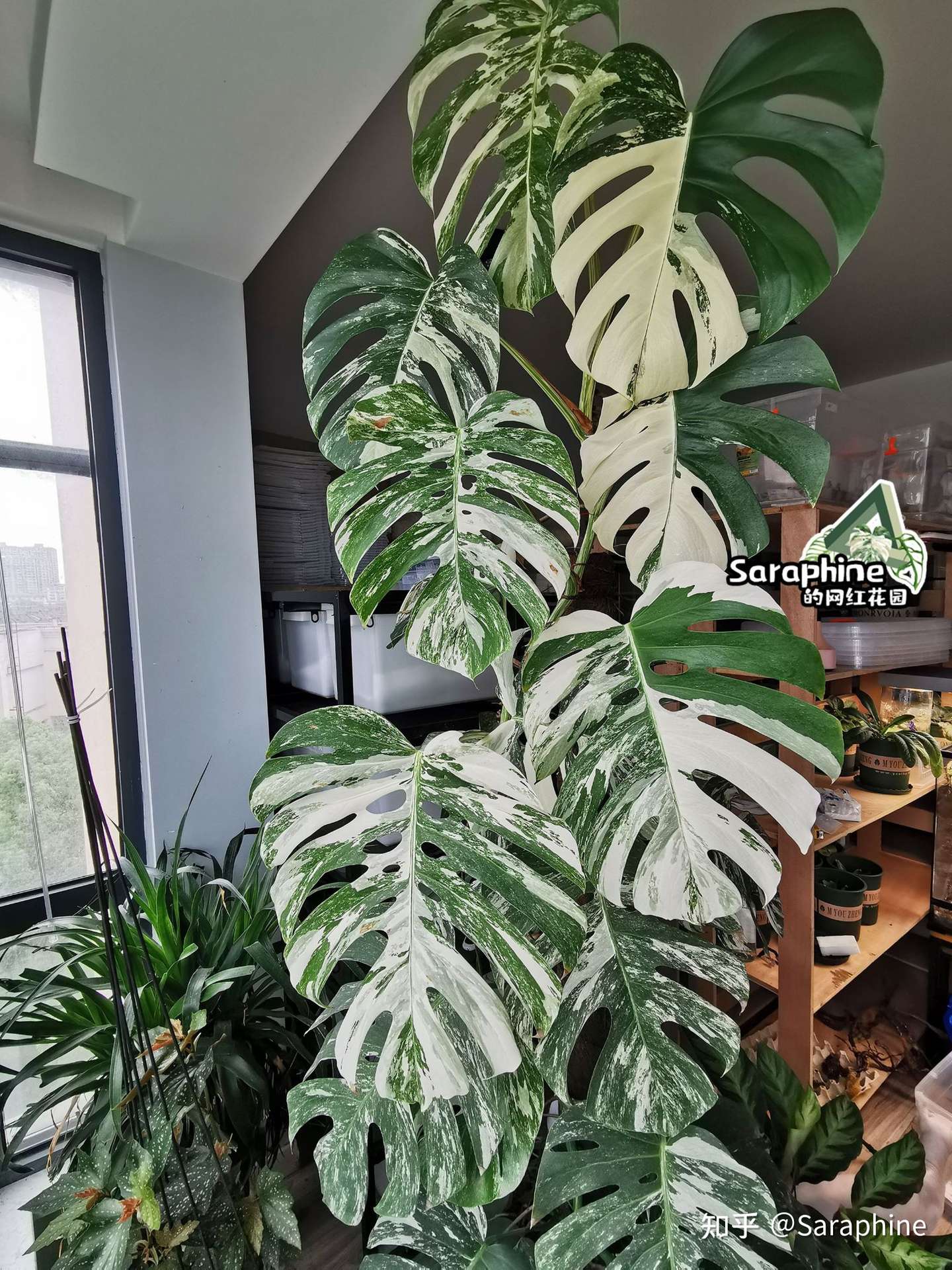 二 如何选择白锦龟背竹扦插的位置 知乎