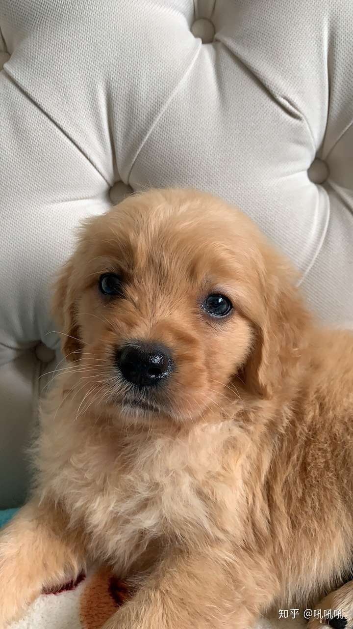 小时候的金毛长什么样子?