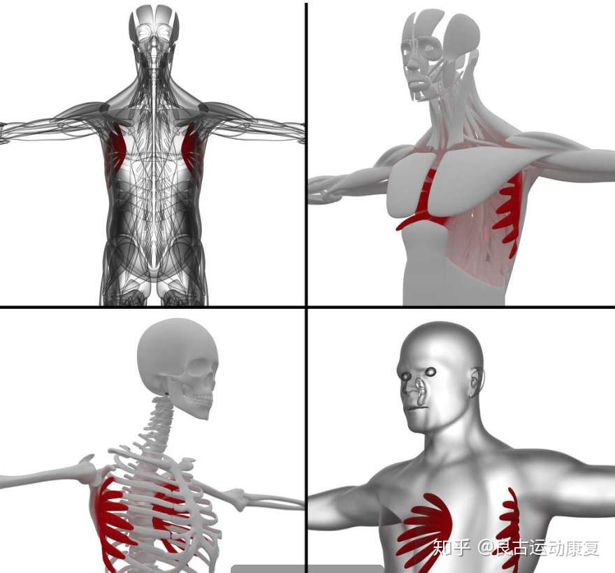 泡沫轴筋膜放松系列 前锯肌 详解 知乎