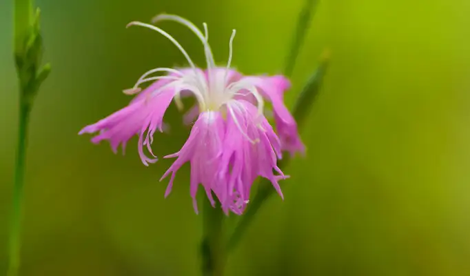 七月中旬诞生花 知乎