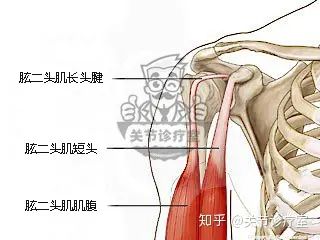 肱二头肌长头肌腱解剖图片