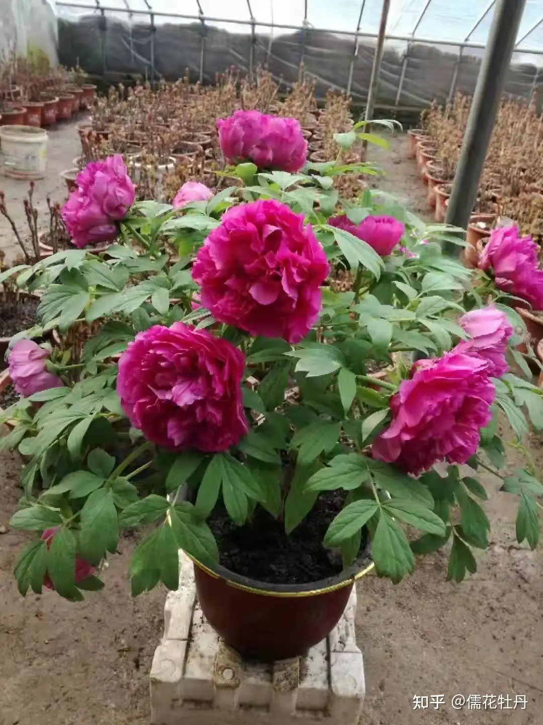 牡丹花的花语是什么 盘点八种牡丹花的花语 知乎