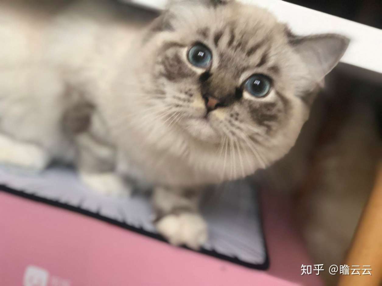 征婚！！！性感小猫，在线征婚- 知乎