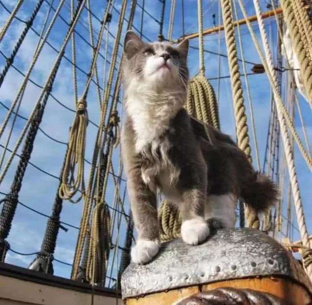 一时撸猫一时爽 一直撸猫一直爽 军舰上的这些猫都自带玄学属性 知乎