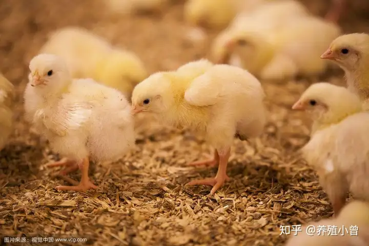 养鸡咋样（新手养鸡，一定要做好这几点，才能保证雏鸡成活率）小鸡喝开口水后多久进食