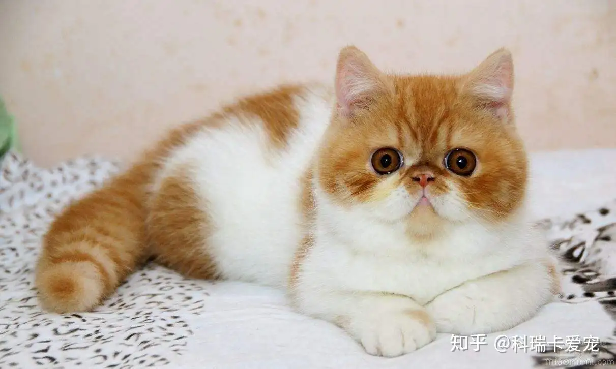 猫咪的智商相当于人的多少岁？「科瑞卡科普」 - 知乎