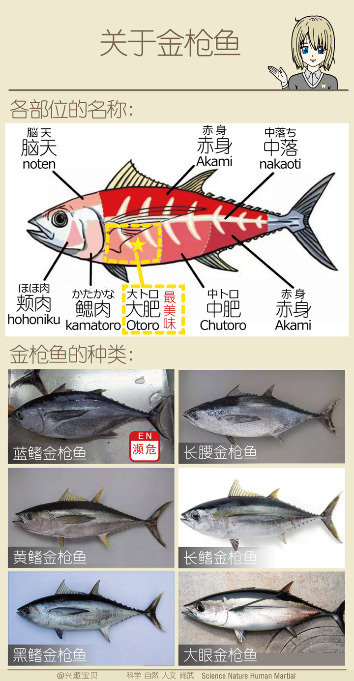 金枪鱼的分类和吃法