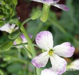 这是十字花科吗?