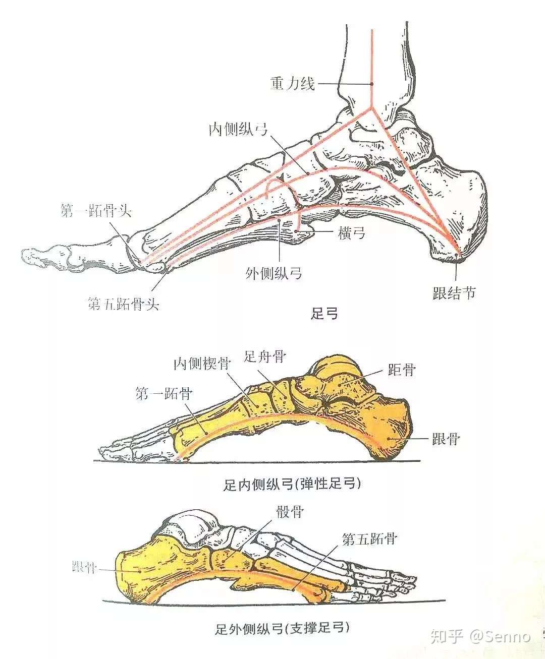 浅析足内侧纵弓功能 知乎