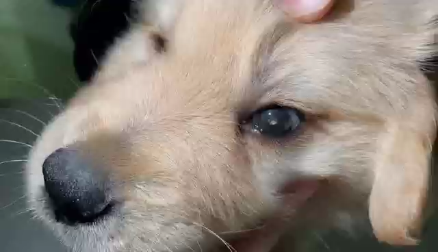 两个月金毛眼球瞳孔内部白色? - 知乎