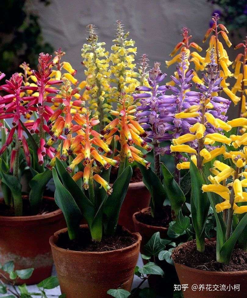 很小众的绿松石立金花 花朵如一串串绿色宝石 好养好看又不贵 知乎