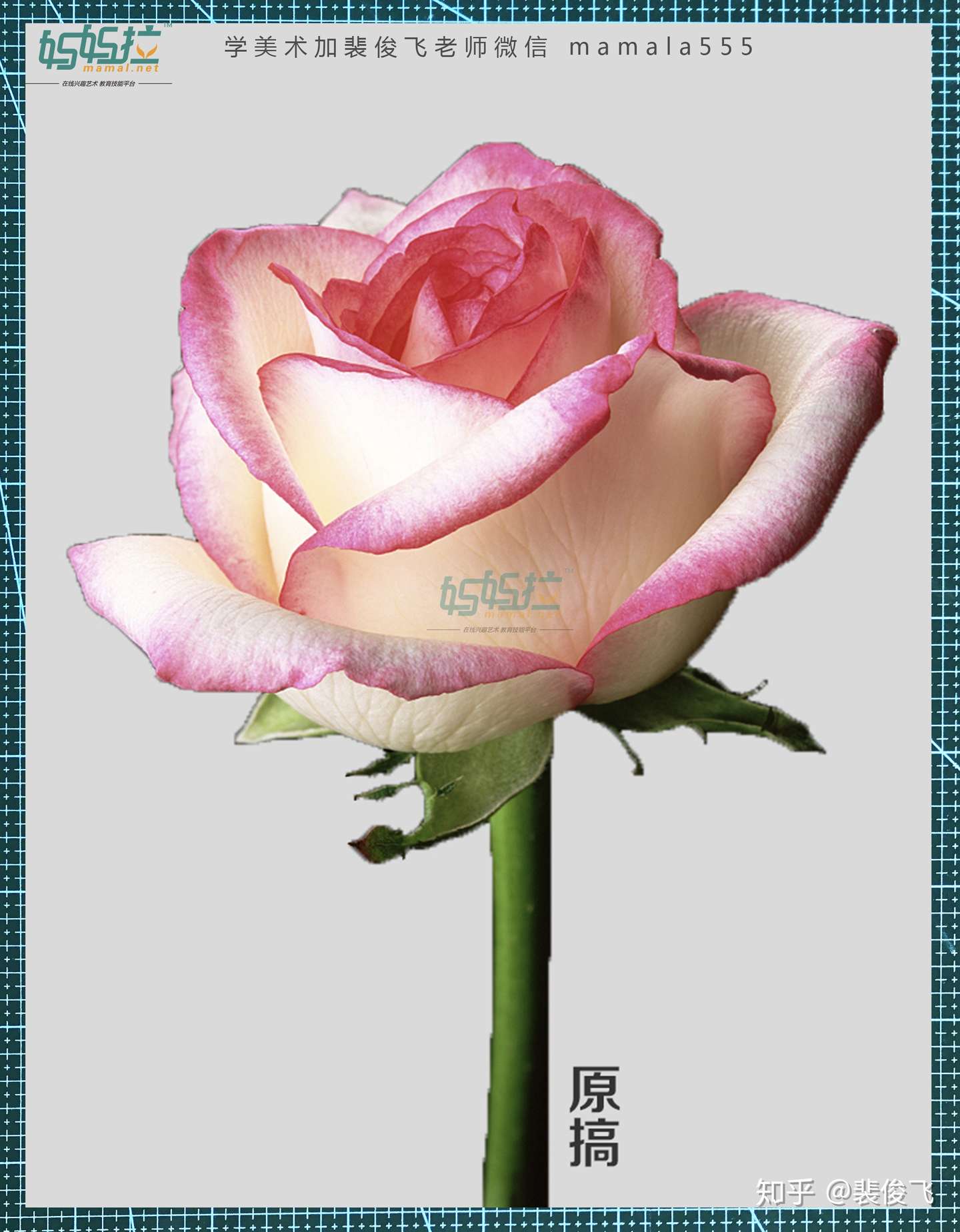 裴俊飞老师分享玫瑰花的素描 彩铅的图文详细分析 知乎