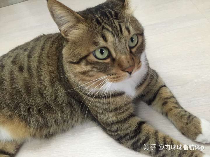 流浪猫会记得经常喂它的人吗 知乎