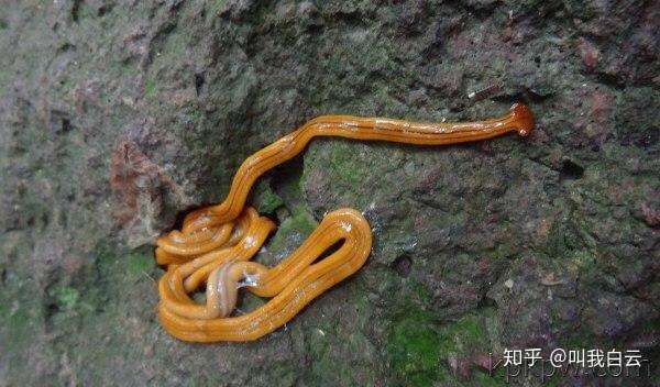 可能是笄蛭,一种蜗虫. 题主没有拍个图上来么?