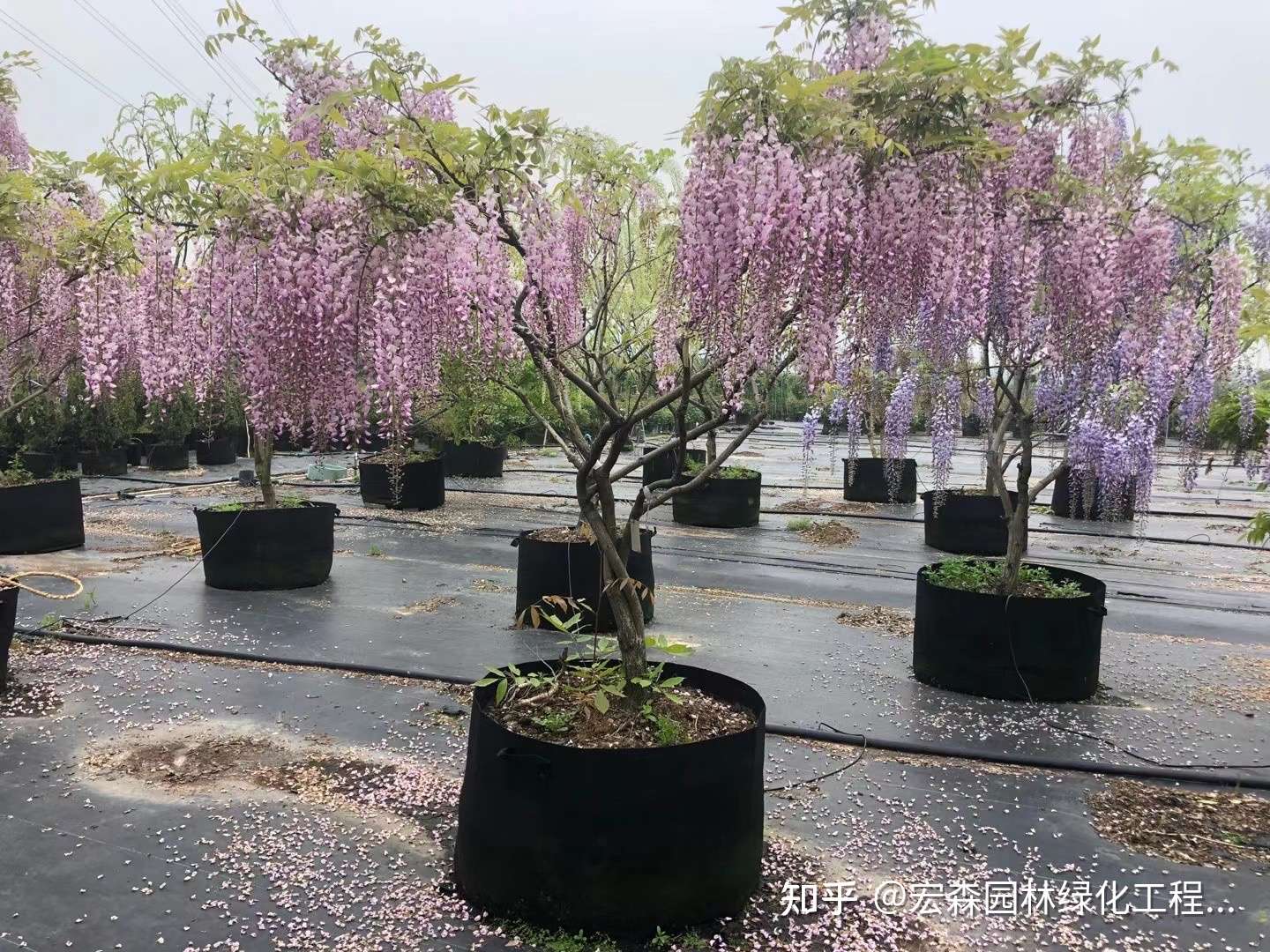 紫藤花如何种植才更容易成活 知乎