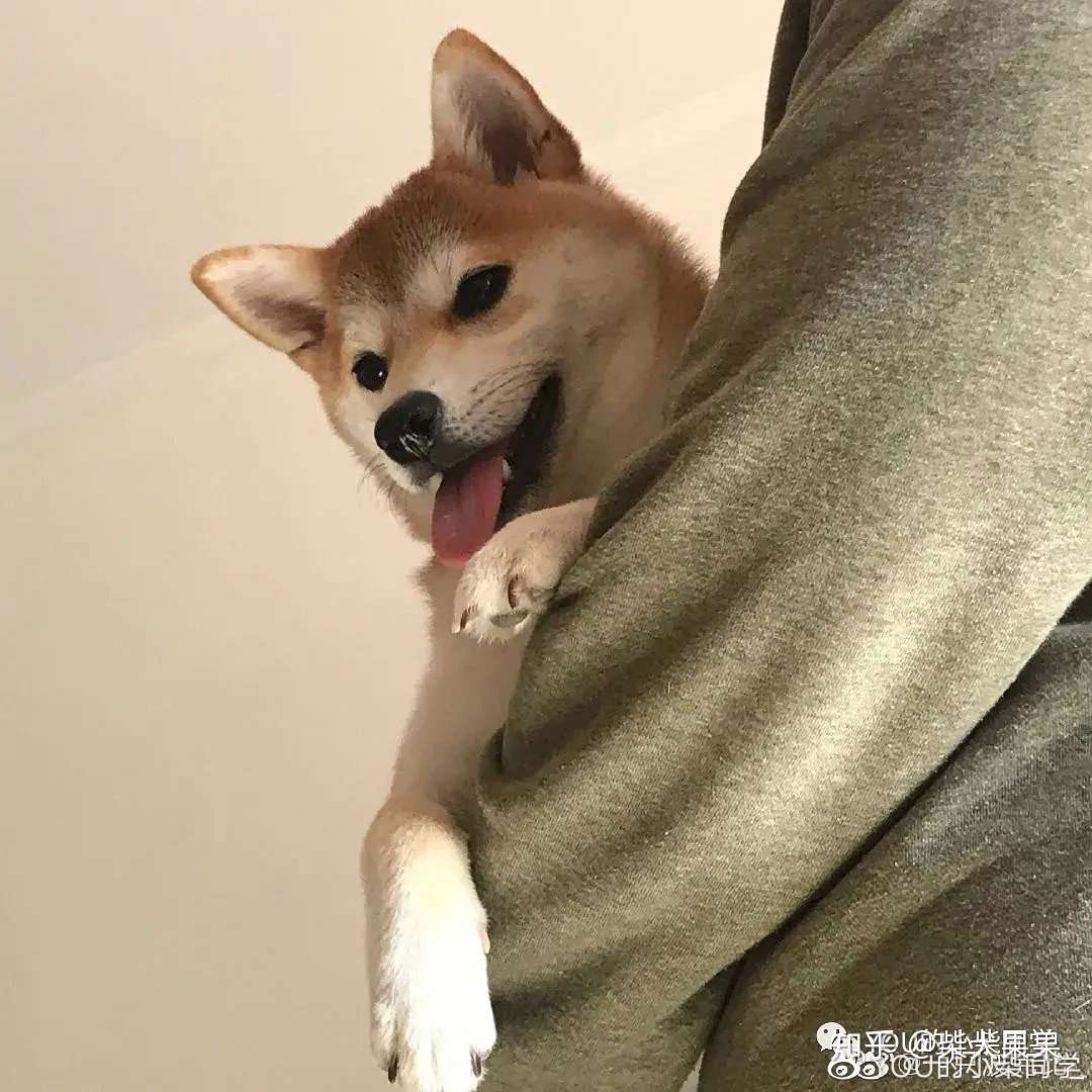 柴犬的尴尬期是什么样子的 知乎