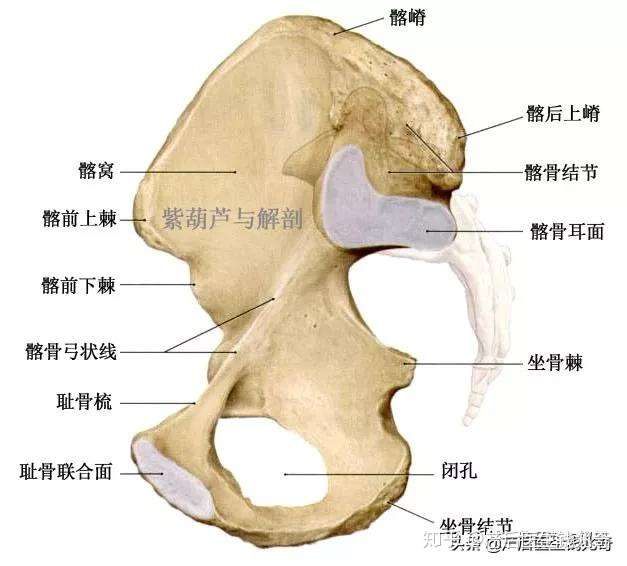 解剖 骶髂关节 知乎