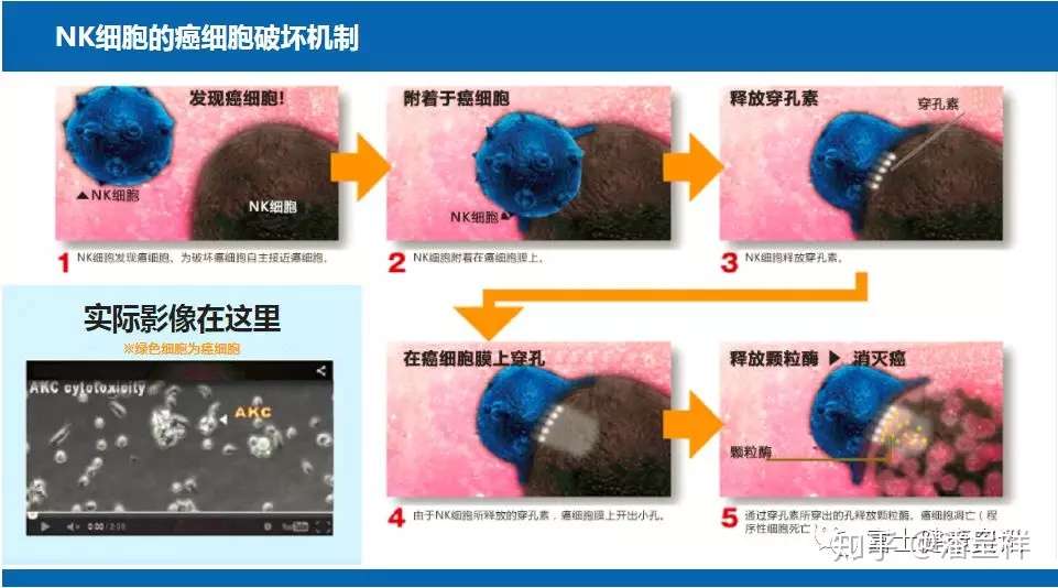 详解以癌症治疗为目标的免疫细胞疗法 知乎