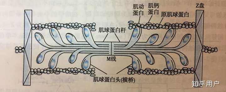 肌蛋白示意图图片