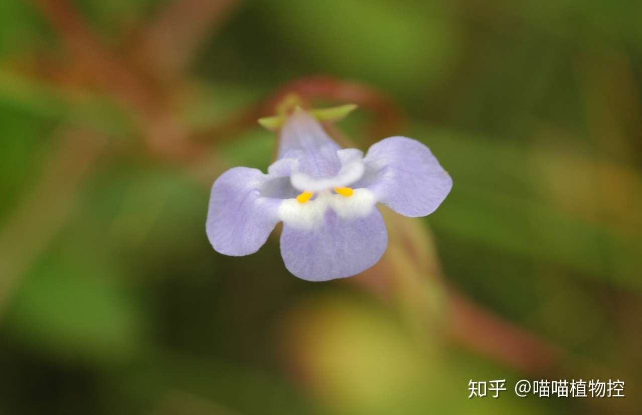 川西草木物候记 大暑时节雨中草木 知乎