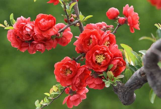 19种海棠就有19种风格 每一种都美到了极致 知乎