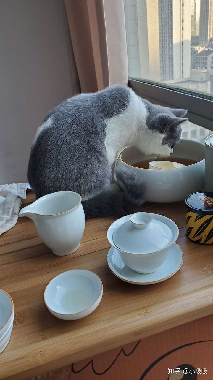 猫可以喝茶吗?