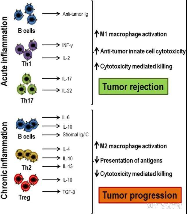 多因子检测 T细胞免疫 知乎