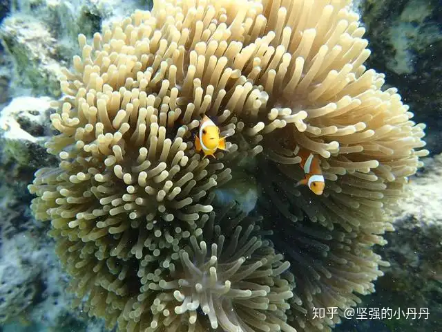 Malaysia Traviling 马来西亚沙巴自助游攻略