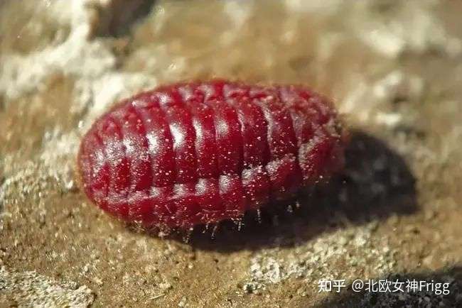 多贵的口红 才会用胭脂虫 知乎 多贵的口红 才会用胭脂虫 知乎