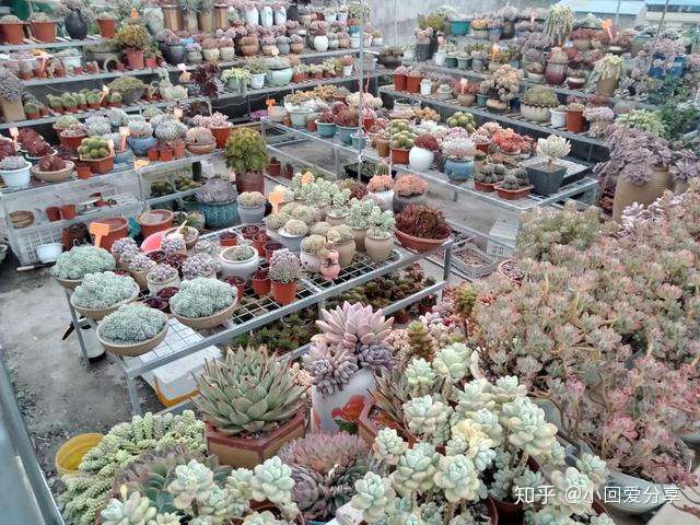 有网友问 多肉植物可以用细河沙 园土 颗粒石配的土壤养殖吗 知乎
