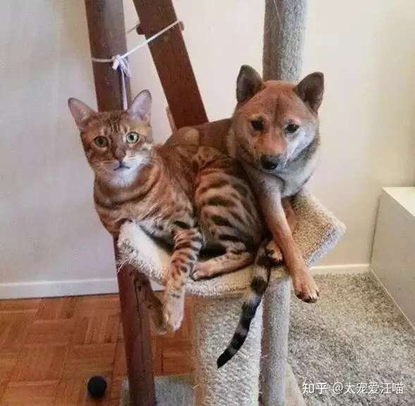 狗 喵猫 傻眼了 知乎