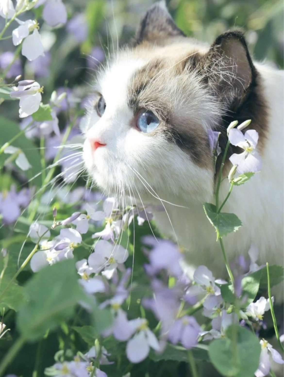 ないで 的使用方法 知乎