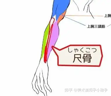 如何向後拉肌肉背部肌肉斜方肌三角肌背闊肌可以通過畫三個來表示.