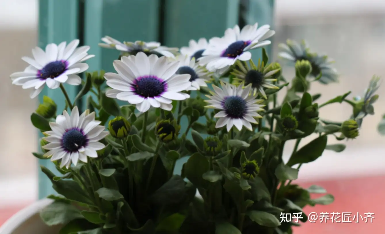 开花植物中 蓝色 很少见 如果你喜欢蓝色花 给大家推荐17种 知乎