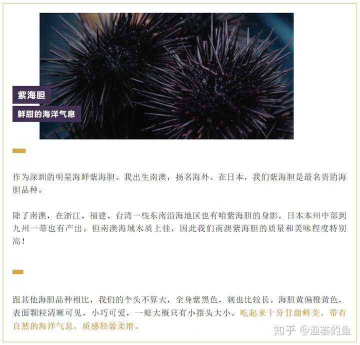 连日本人都来抢的紫海胆现身了!