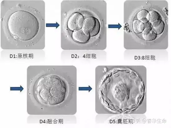 代生孩子（教你看试管婴儿胚胎级别）
