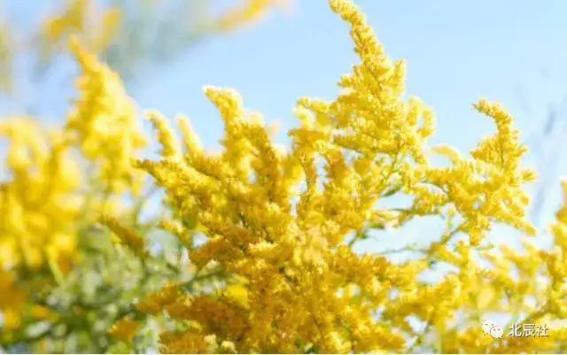 每日の花历 生日密码 知乎