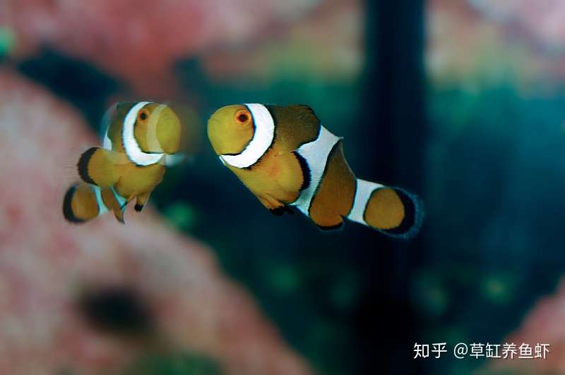 海水鱼缸和淡水鱼缸 你该怎么选 分析对比出真知 知乎