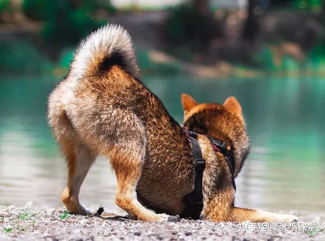 柴犬之胡麻柴 胡麻柴的秘密你都了解吗 知乎