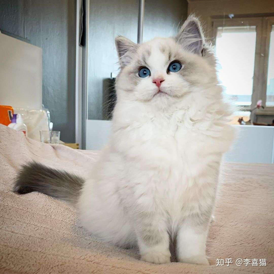 猫咪小时侯明明很黏人 为什么长大后变冷漠了 答案其实很简单 知乎