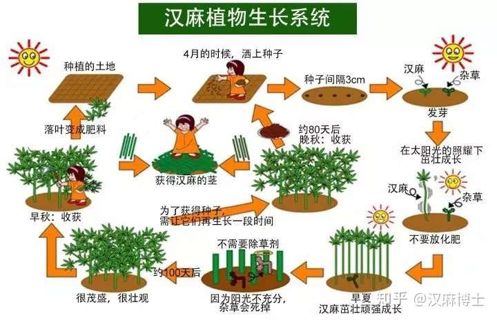 又是一年播种季 今年种大麻的需要注意啦 知乎