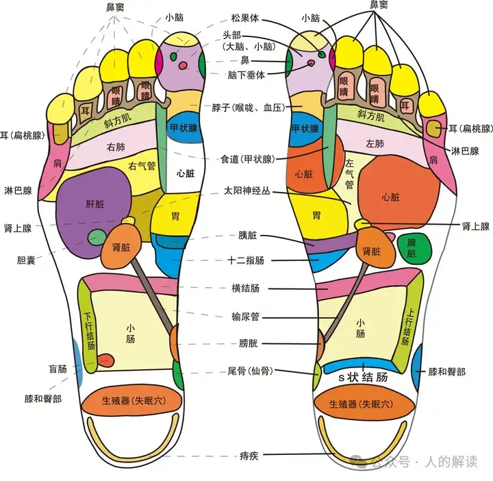 奇特的身体全息现象，连人生都是全息的-人的解读