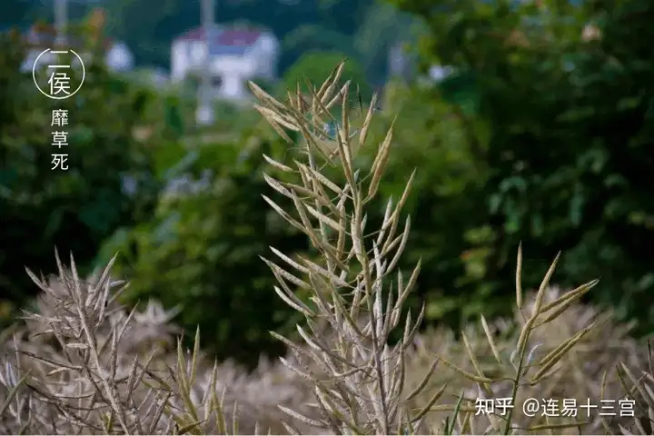 【24节气详解】小满-附养生精要
