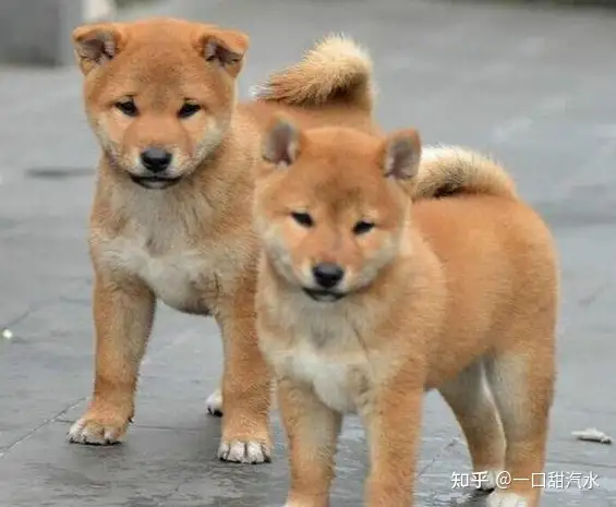 这几种狗狗 寿命最长 养到的人运气都不错 知乎 这几种狗狗 寿命最长 养到的人运气都不错 知乎