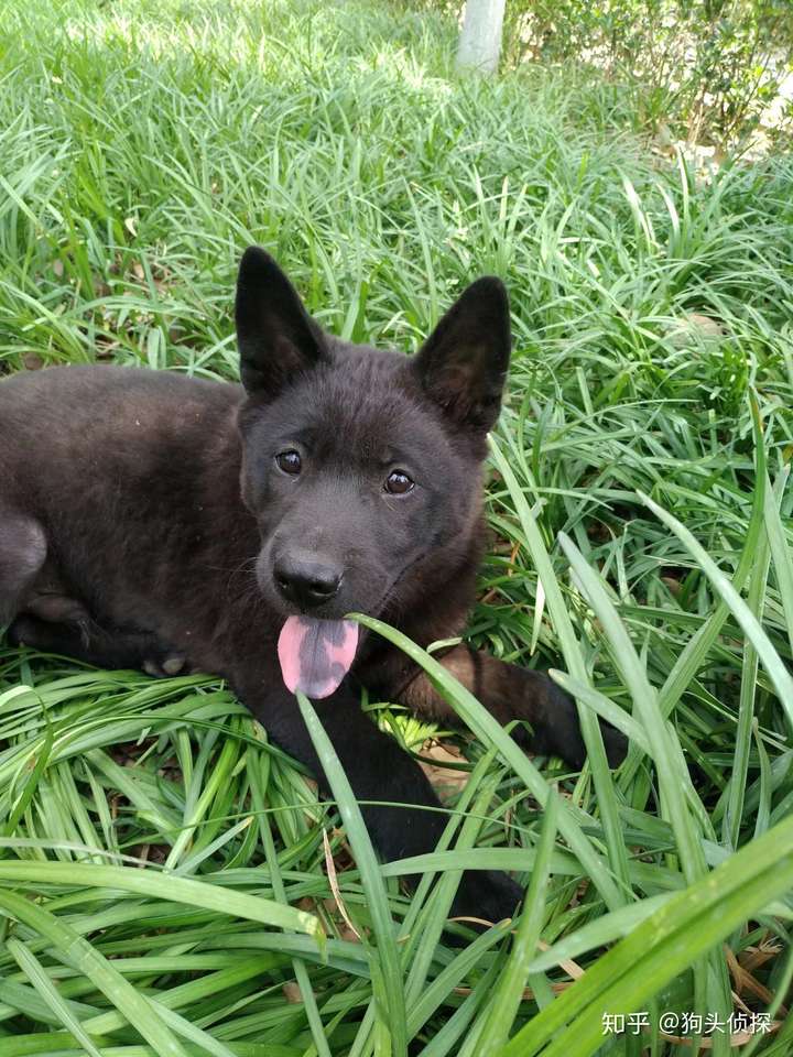 中华田园犬的颜值可以多高?